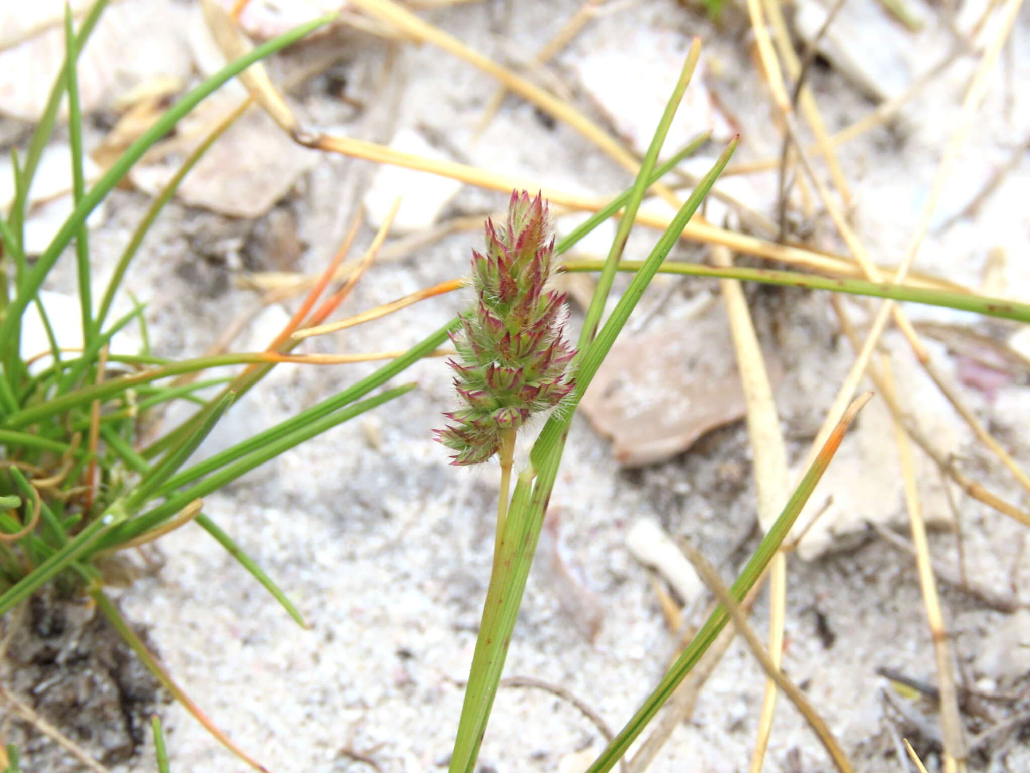 Слика од Tribolium echinatum (Thunb.) Renvoize