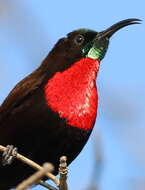 Image of Scarlet-chested Sunbird