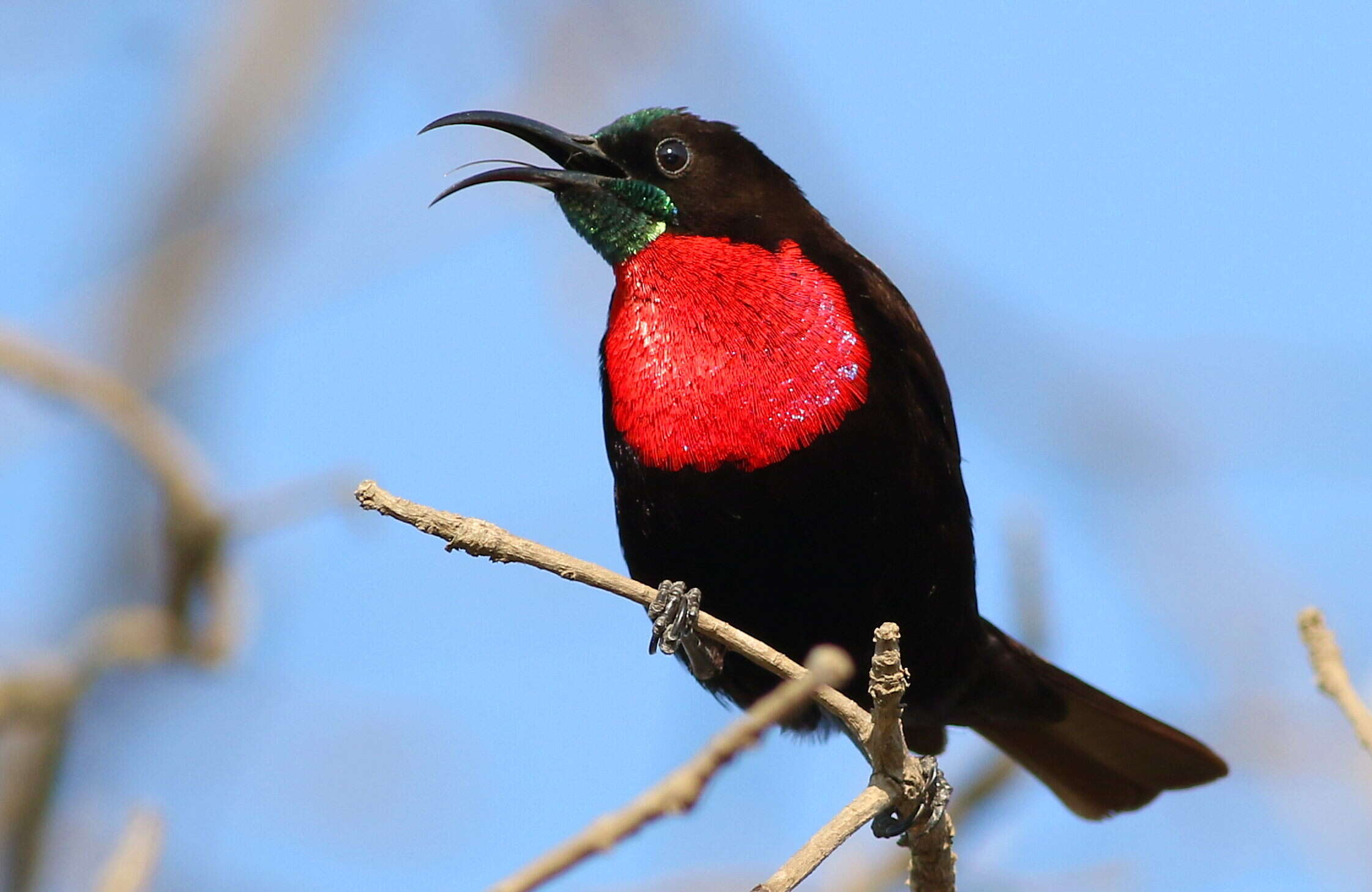 Image of Scarlet-chested Sunbird