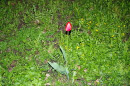 Plancia ëd Tulipa gesneriana L.