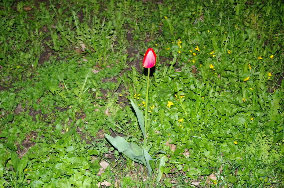 Plancia ëd Tulipa gesneriana L.