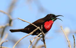 Image of Scarlet-chested Sunbird