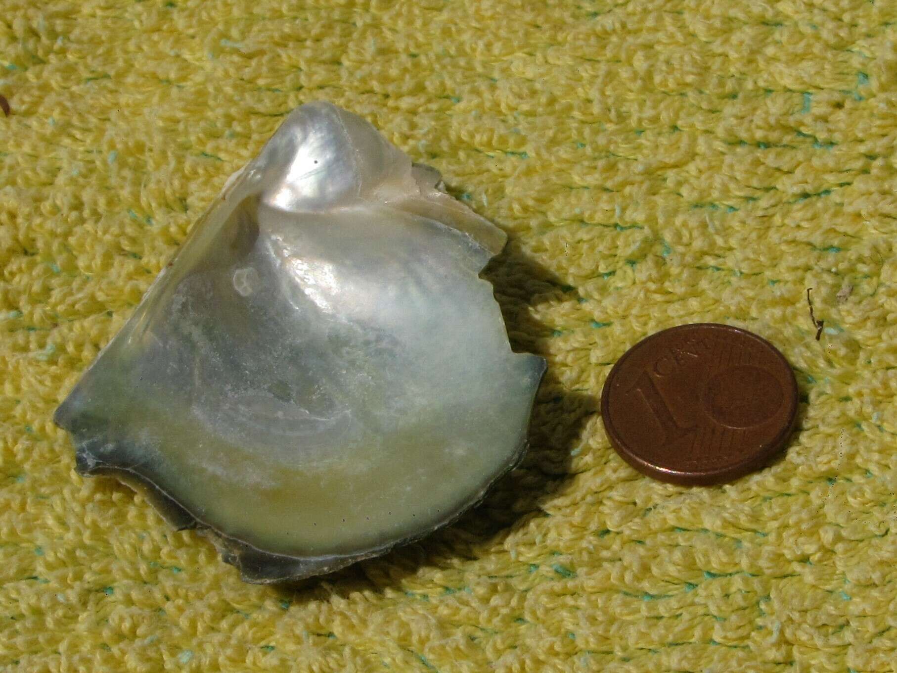 Image of rayed pearl oyster