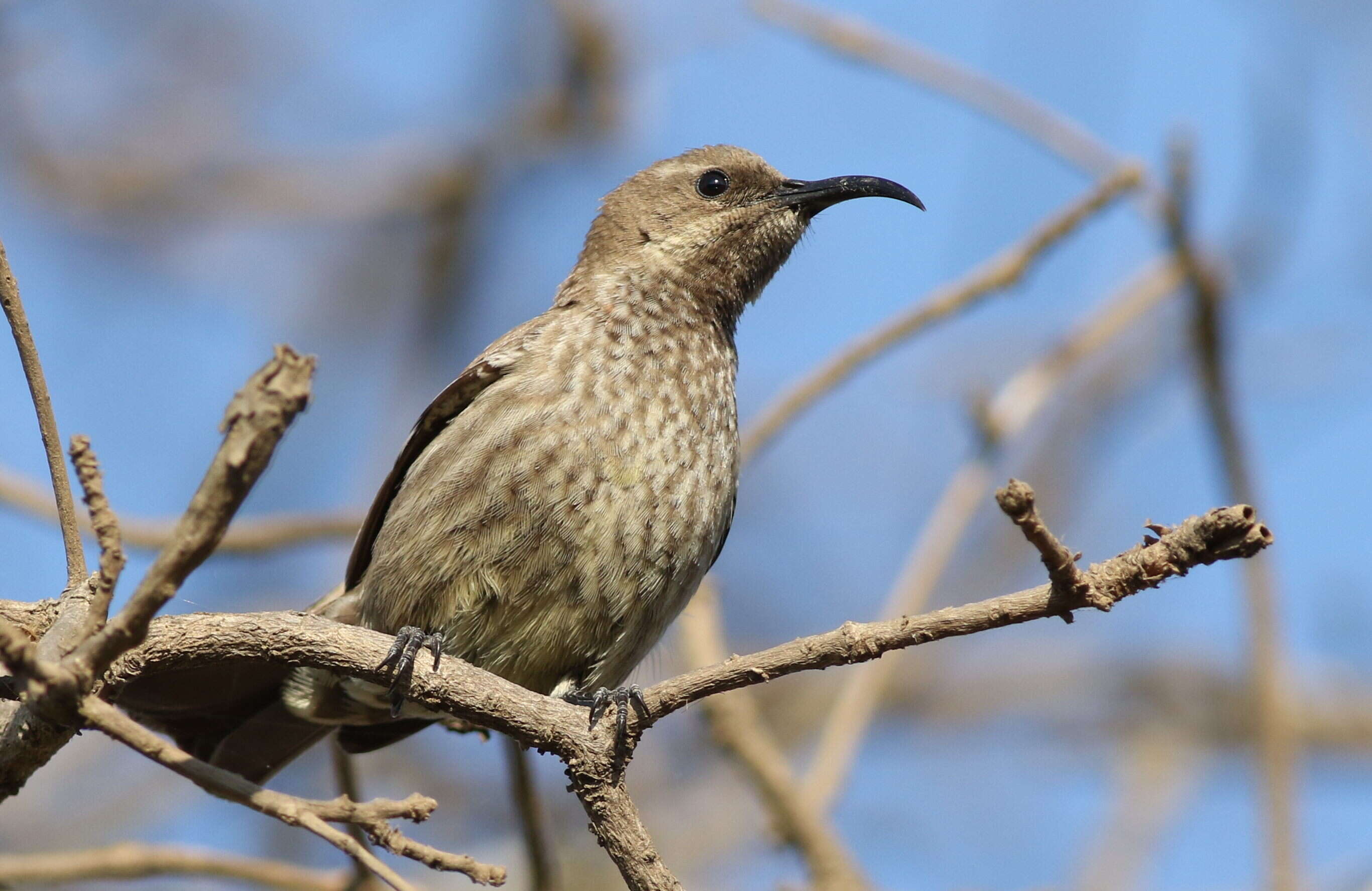 Image of Scarlet-chested Sunbird