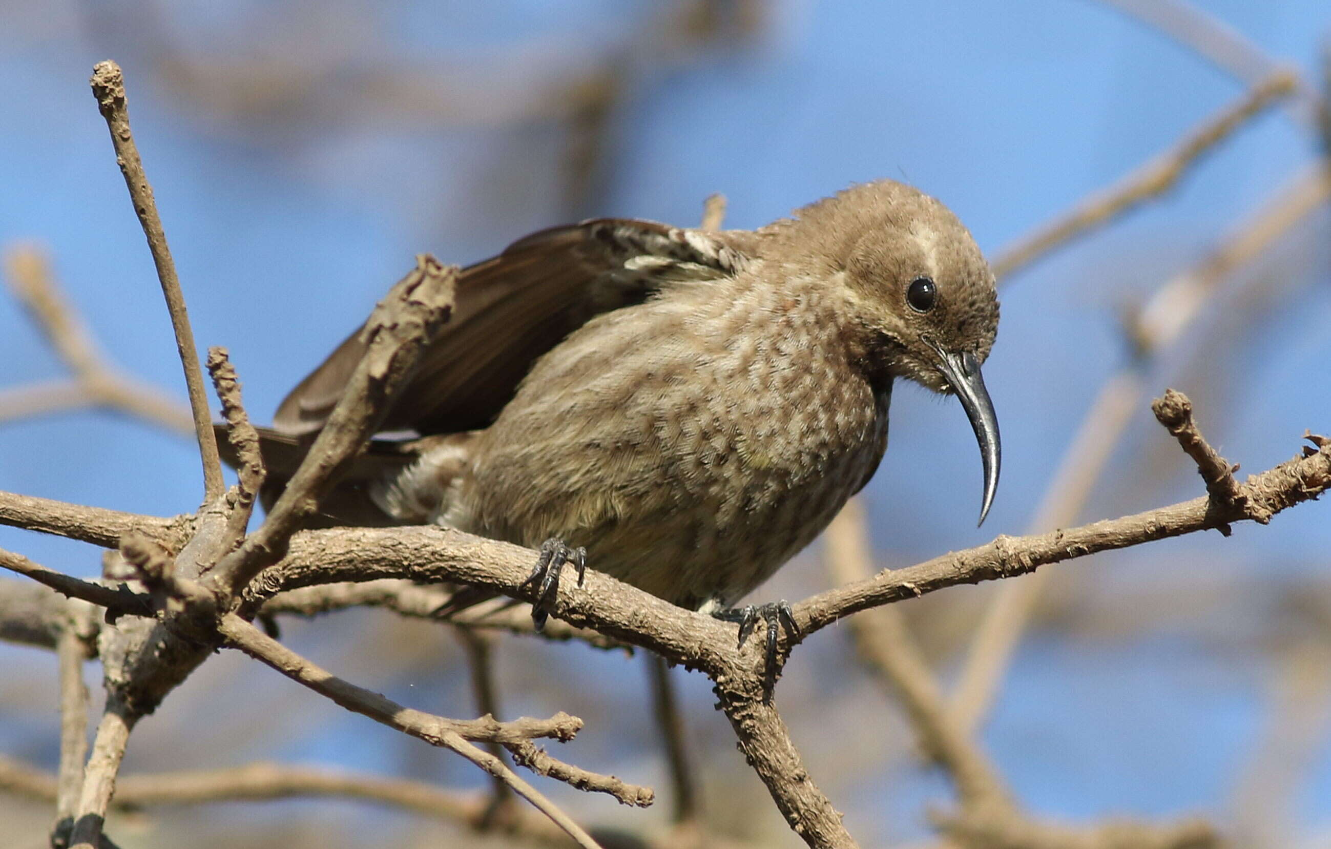 Image of Scarlet-chested Sunbird