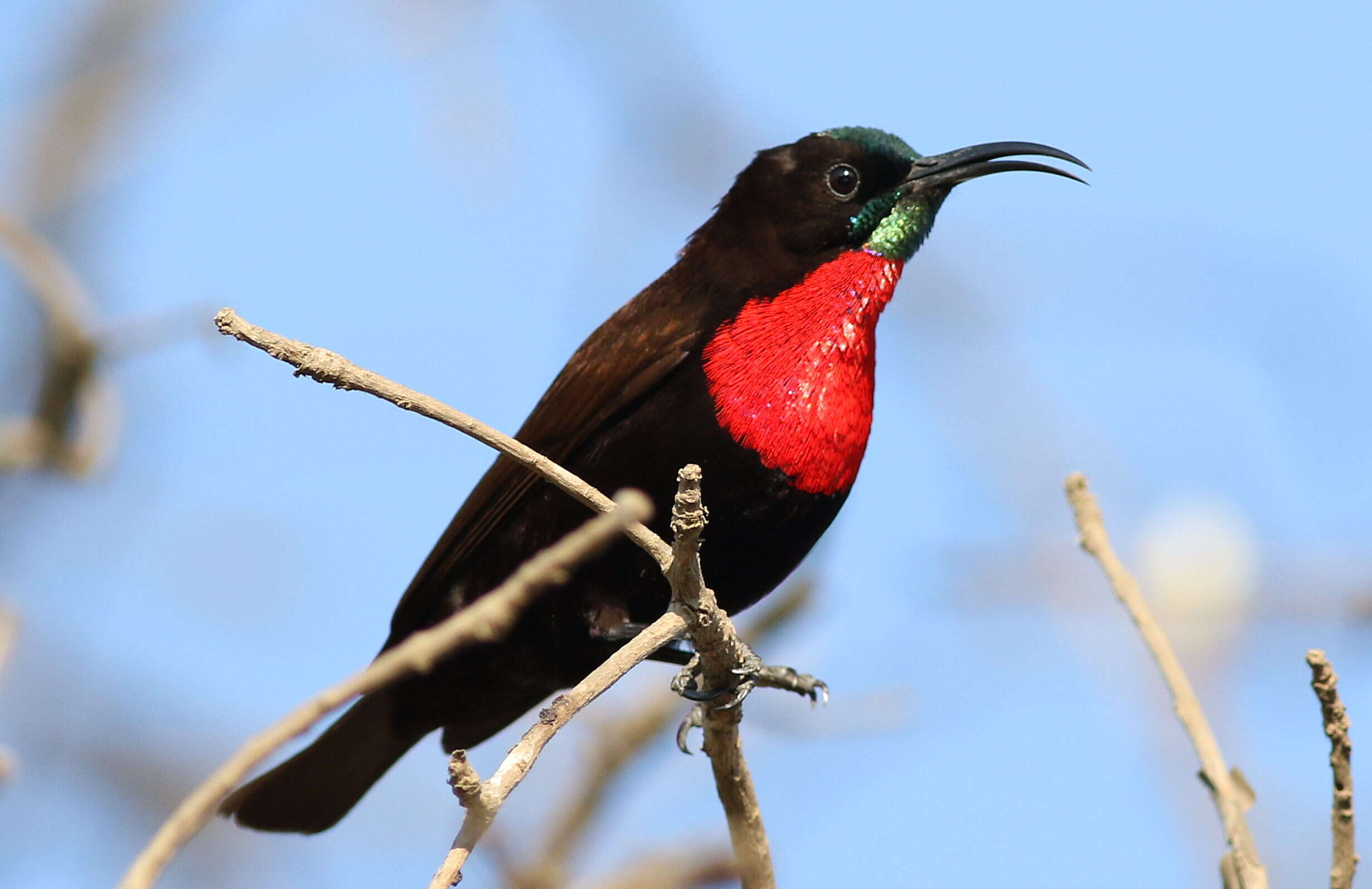 Image of Scarlet-chested Sunbird