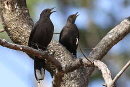 صورة Pinarornis Sharpe 1876