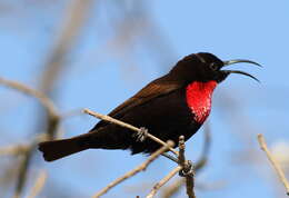 Image of Scarlet-chested Sunbird