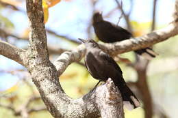 صورة Pinarornis Sharpe 1876