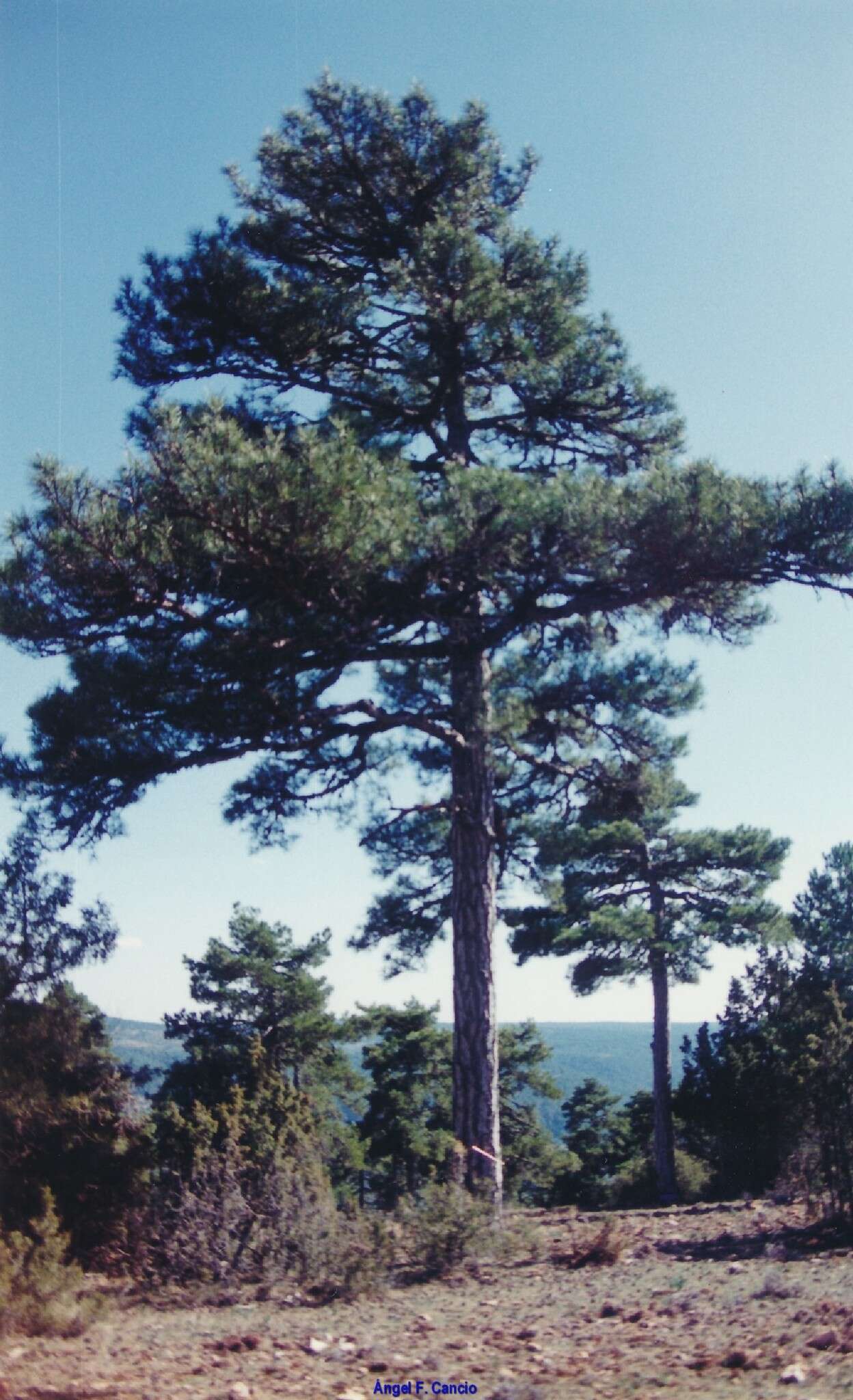 Image of Pinus nigra subsp. salzmannii (Dunal) Franco