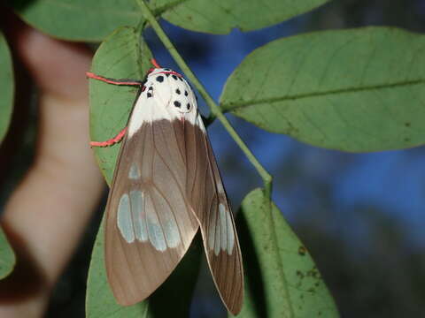 Слика од Amerila crokeri MacLeay 1827