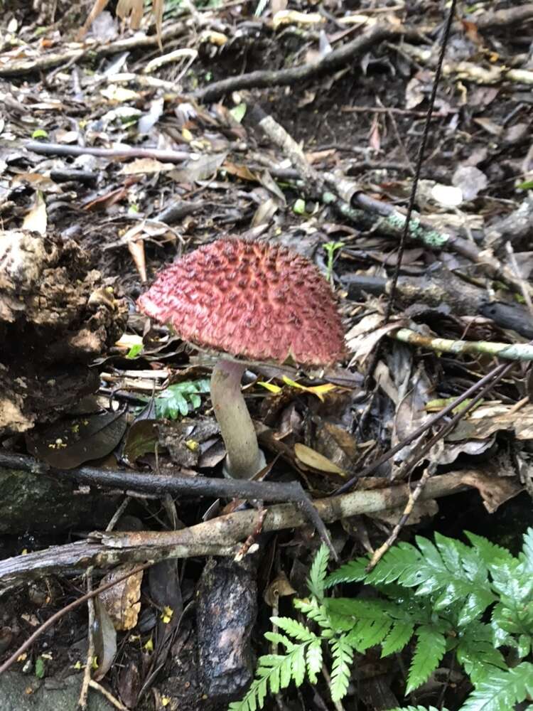 Sivun Boletellus emodensis (Berk.) Singer 1942 kuva