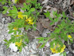 Cytisus triflorus Lam.的圖片