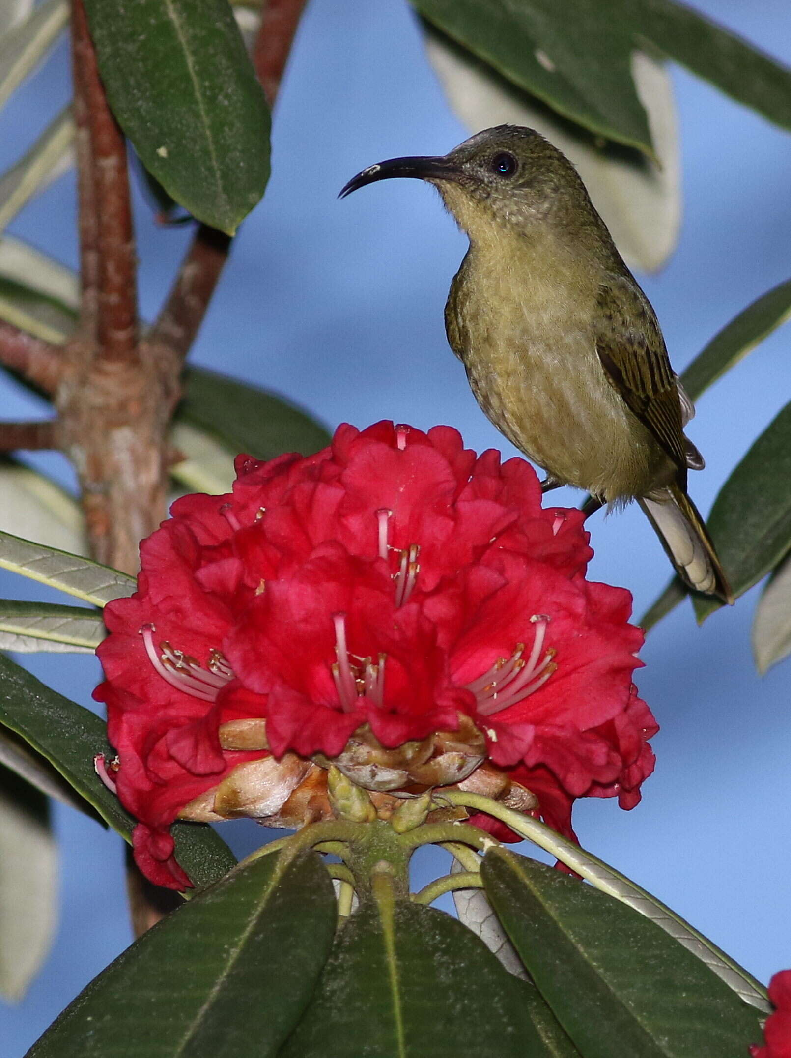 Image of Olive Sunbird