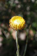 Plancia ëd Coronidium scorpioides (Labill.) Paul G. Wilson