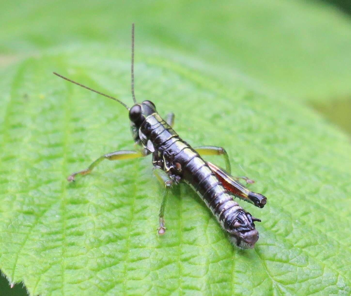 Слика од Booneacris glacialis (Scudder & S. H. 1862)