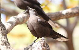 صورة Pinarornis Sharpe 1876