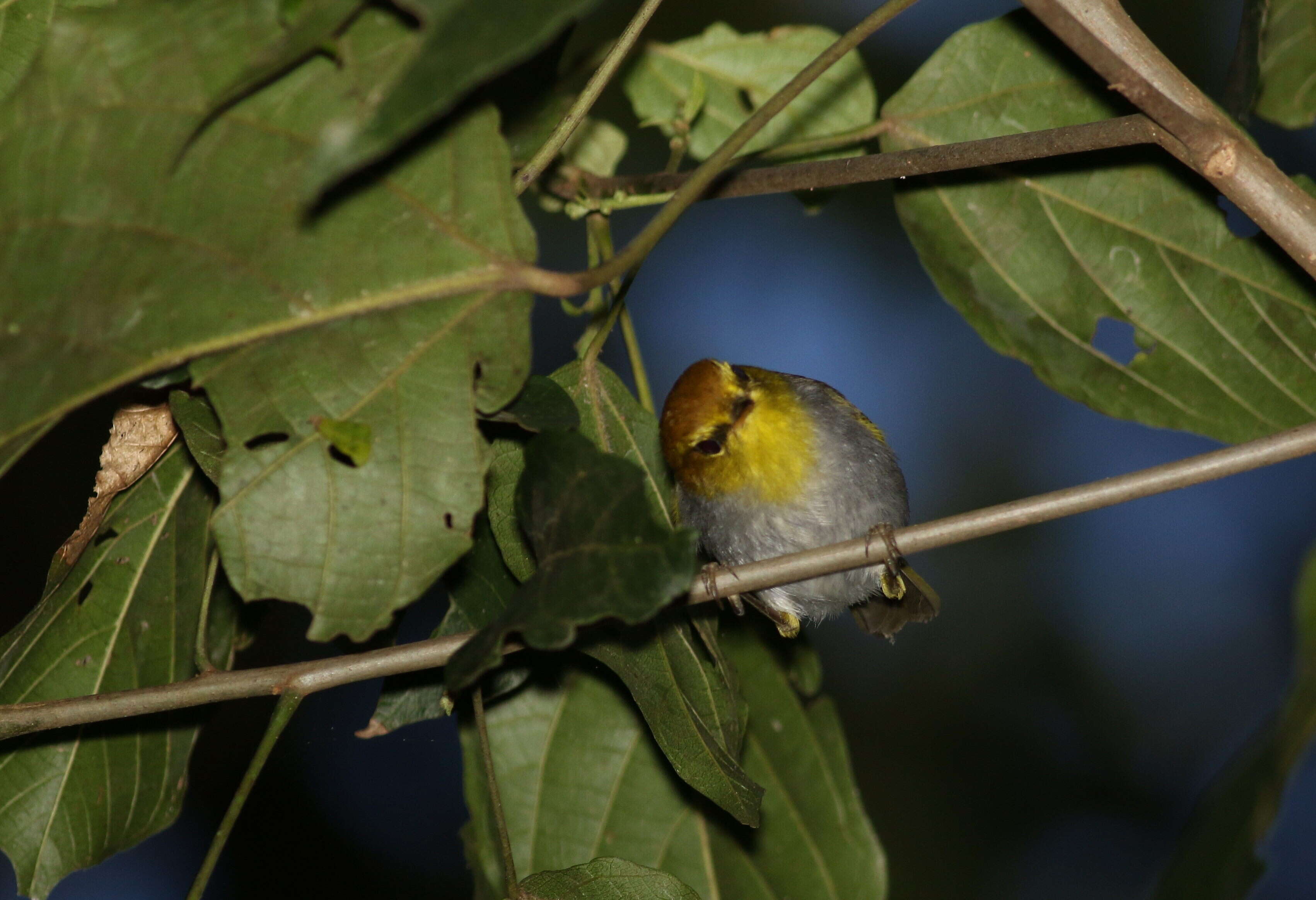 صورة Phylloscopus ruficapilla (Sundevall 1850)