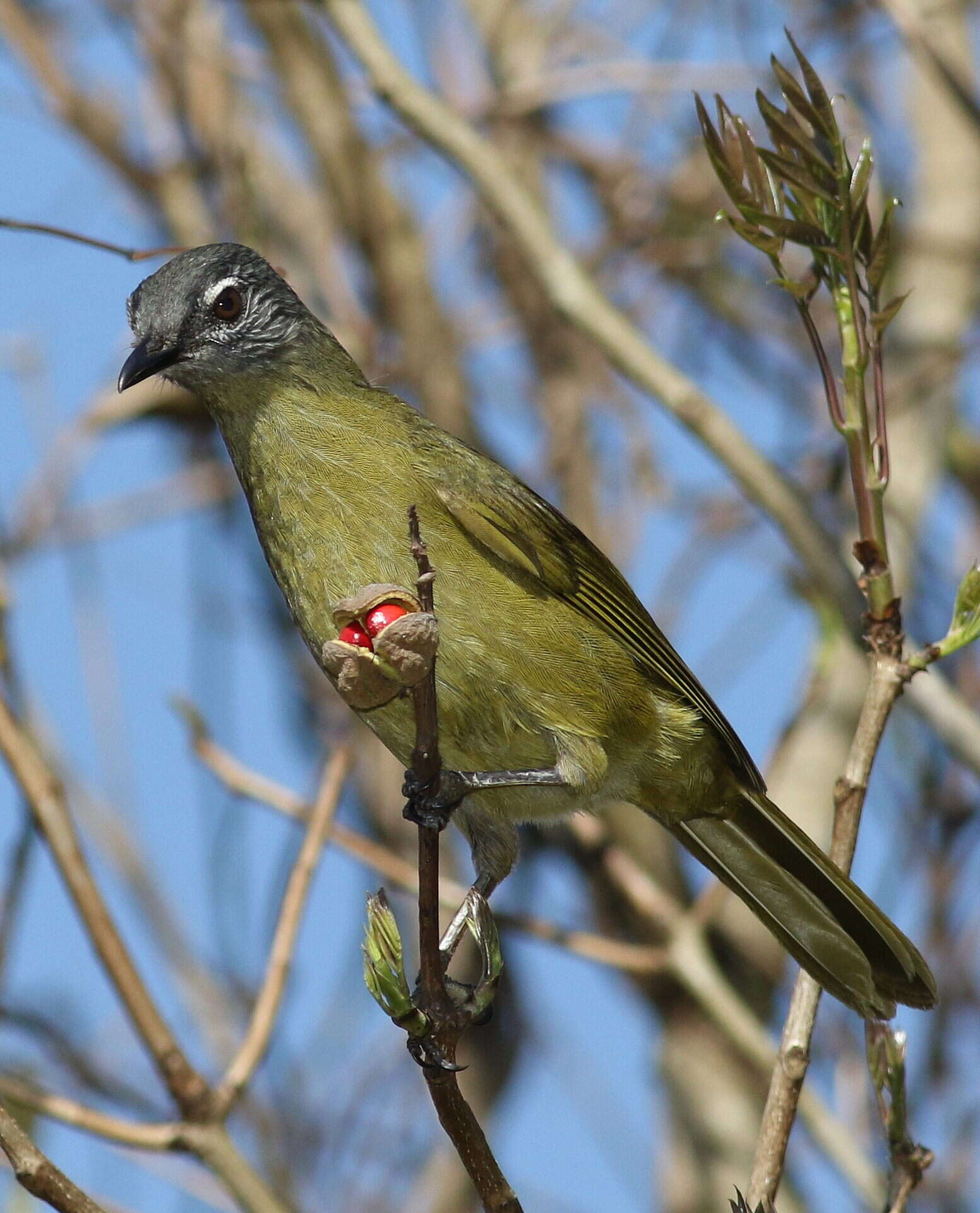 Arizelocichla milanjensis (Shelley 1894) resmi