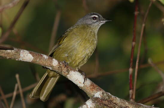 Arizelocichla milanjensis (Shelley 1894)的圖片