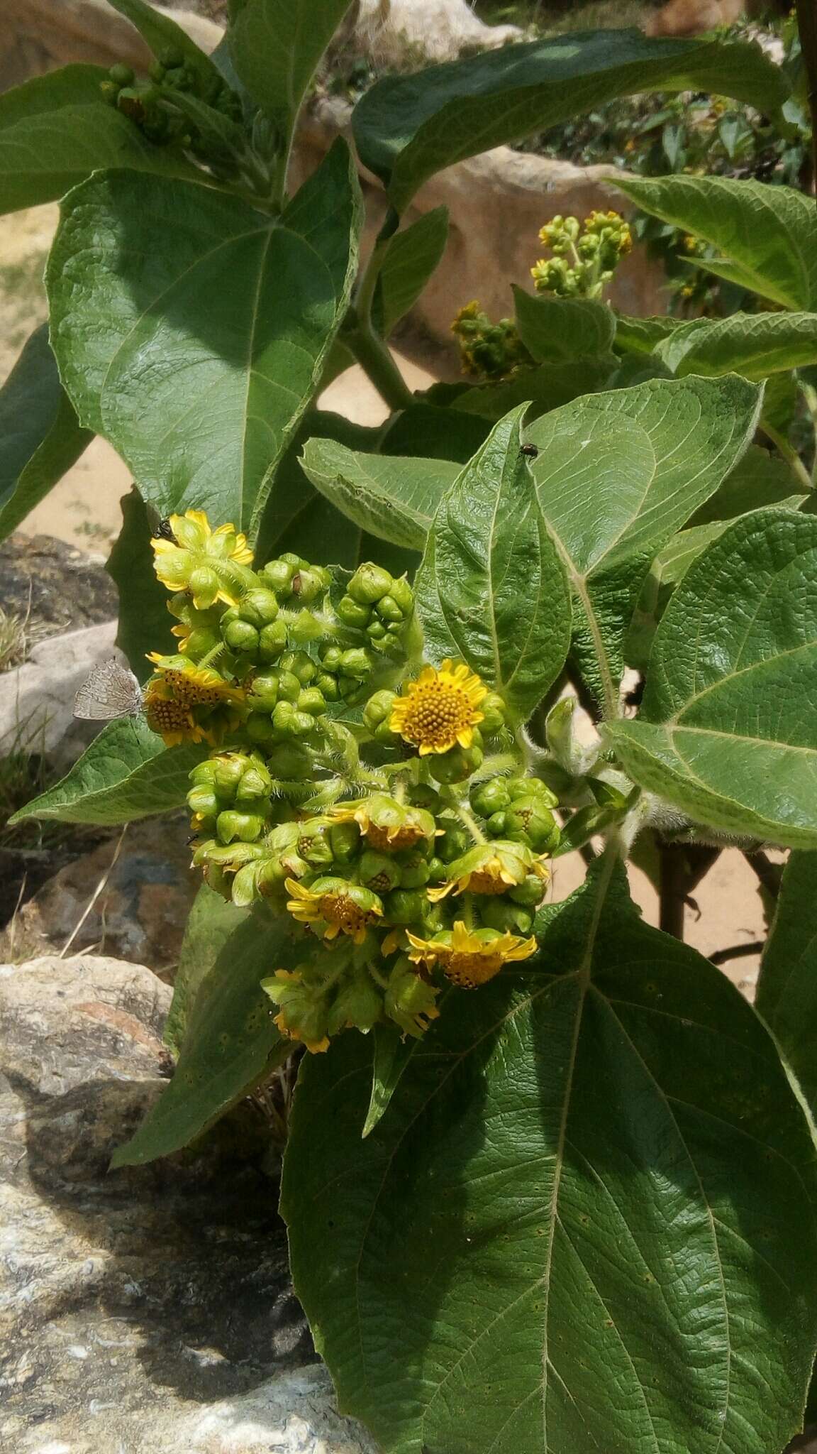 Image of Smallanthus pyramidalis (Triana) H. Rob.