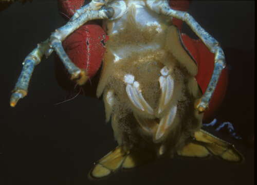 Image of American Lobster