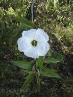 Sivun Ipomoea murucoides Roem. & Schult. kuva