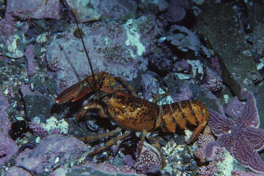 Image of American Lobster