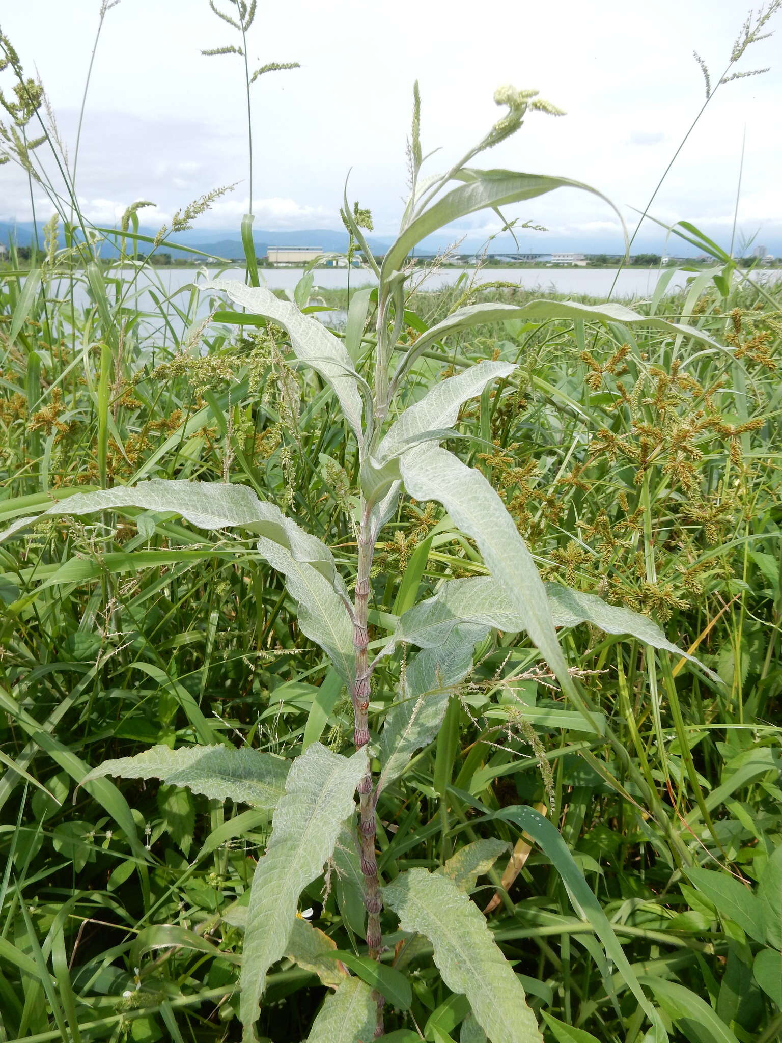 Image of Persicaria lanata (Roxb.) N. N. Tzvel.