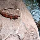 Image of Keeled Water Skink