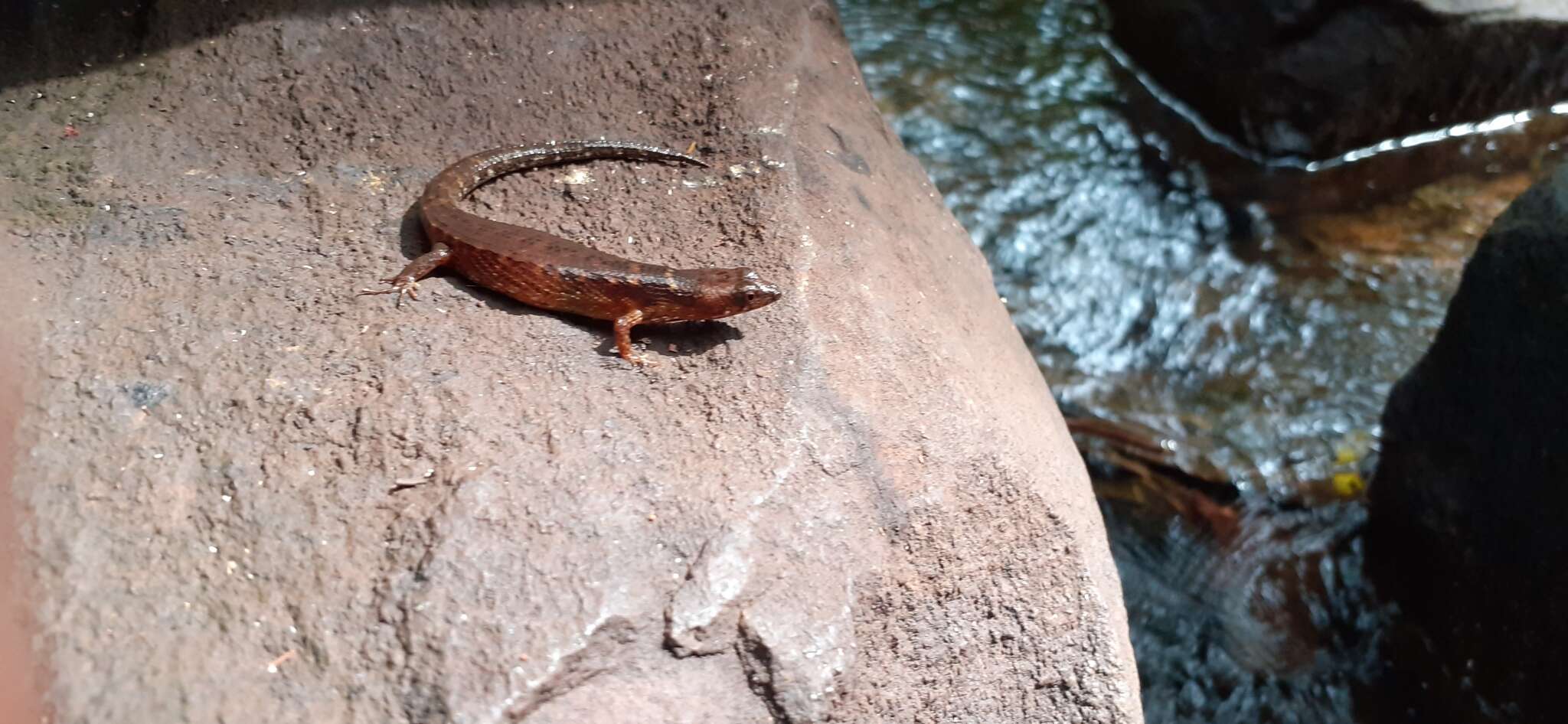 Image of Keeled Water Skink