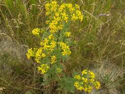 Image of Desert Ragwort