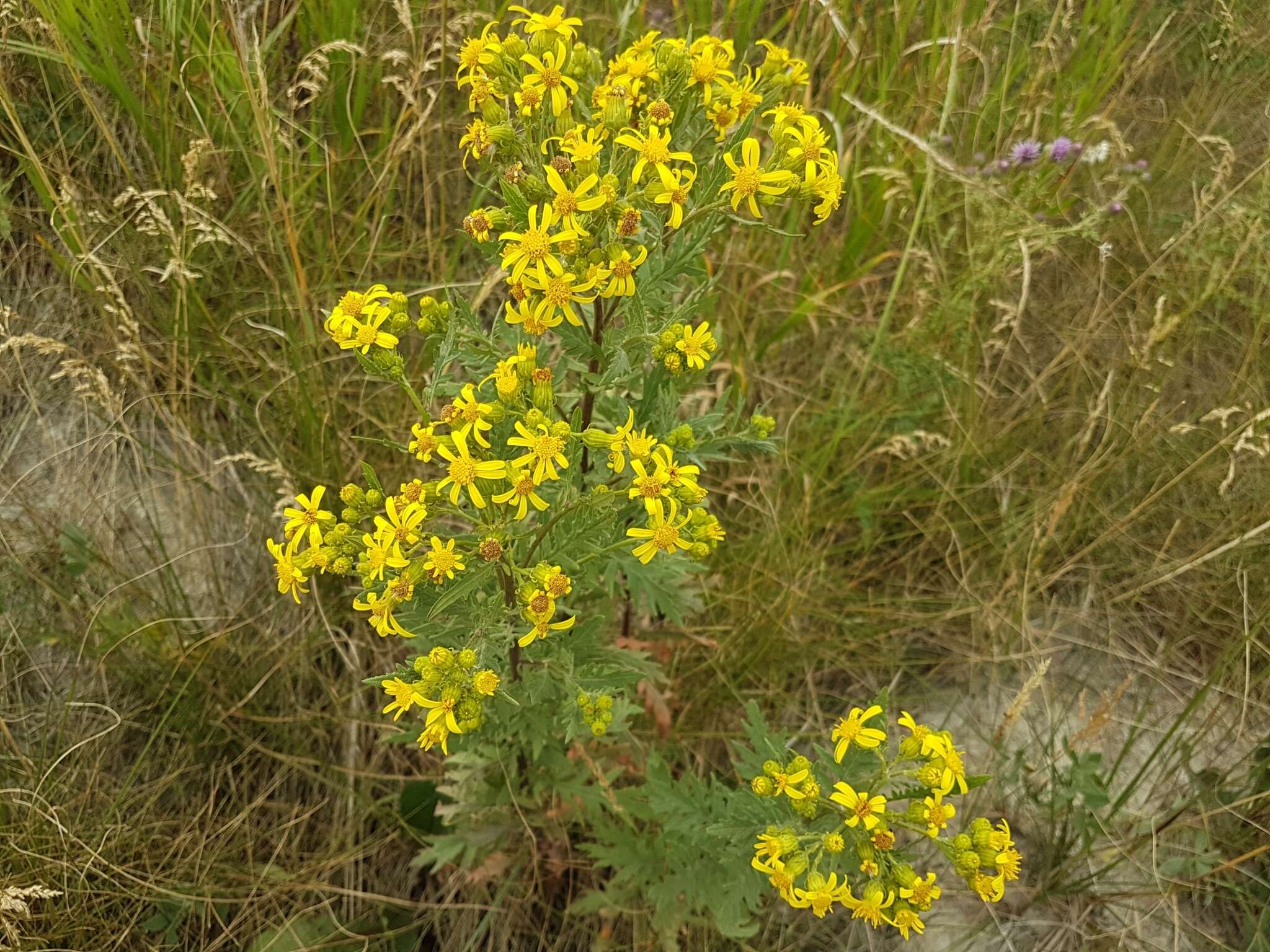 Image of Desert Ragwort