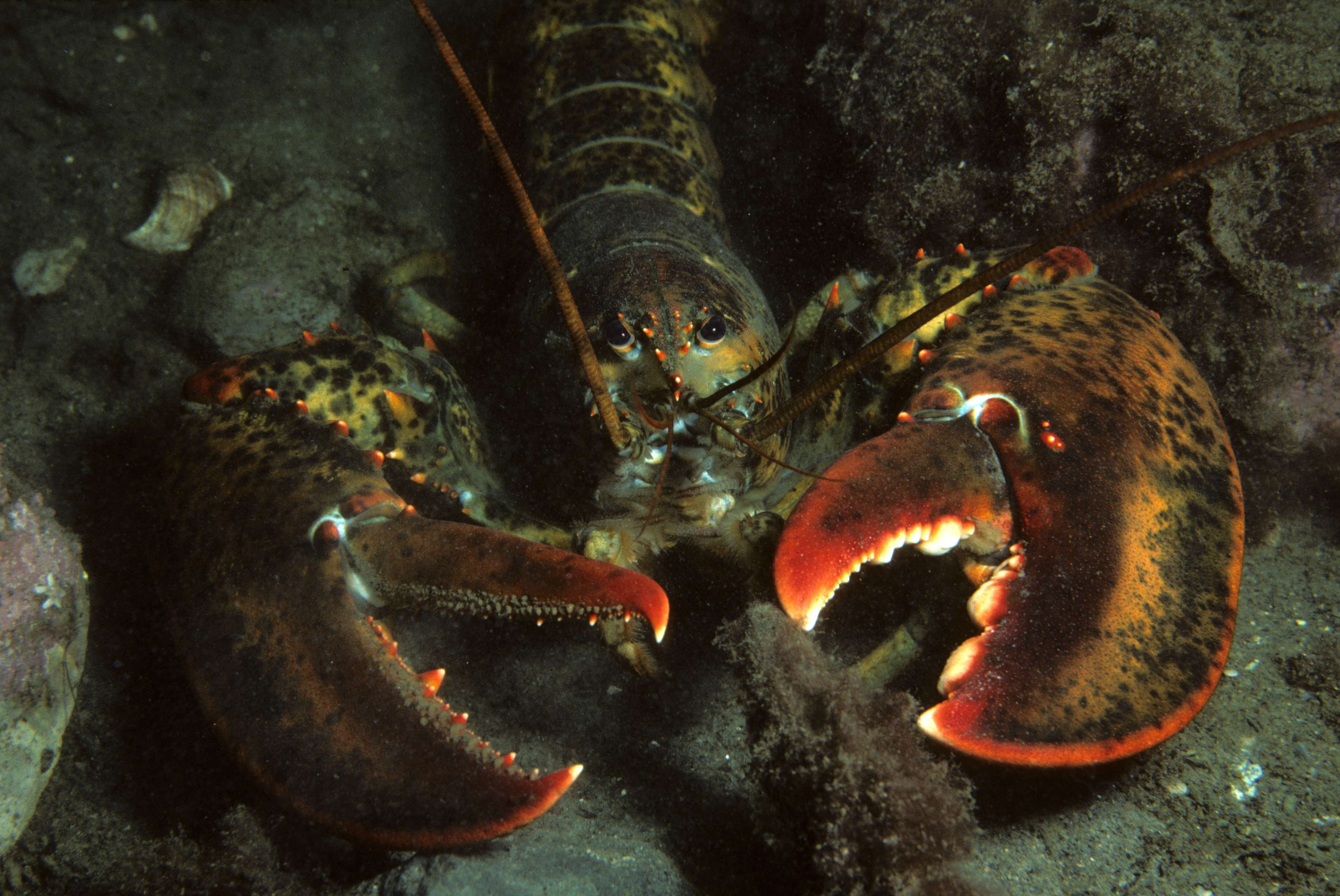 Image of American Lobster