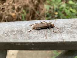 Image of Long-horned beetle