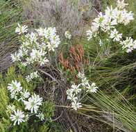 Image of Erica pinea Thunb.