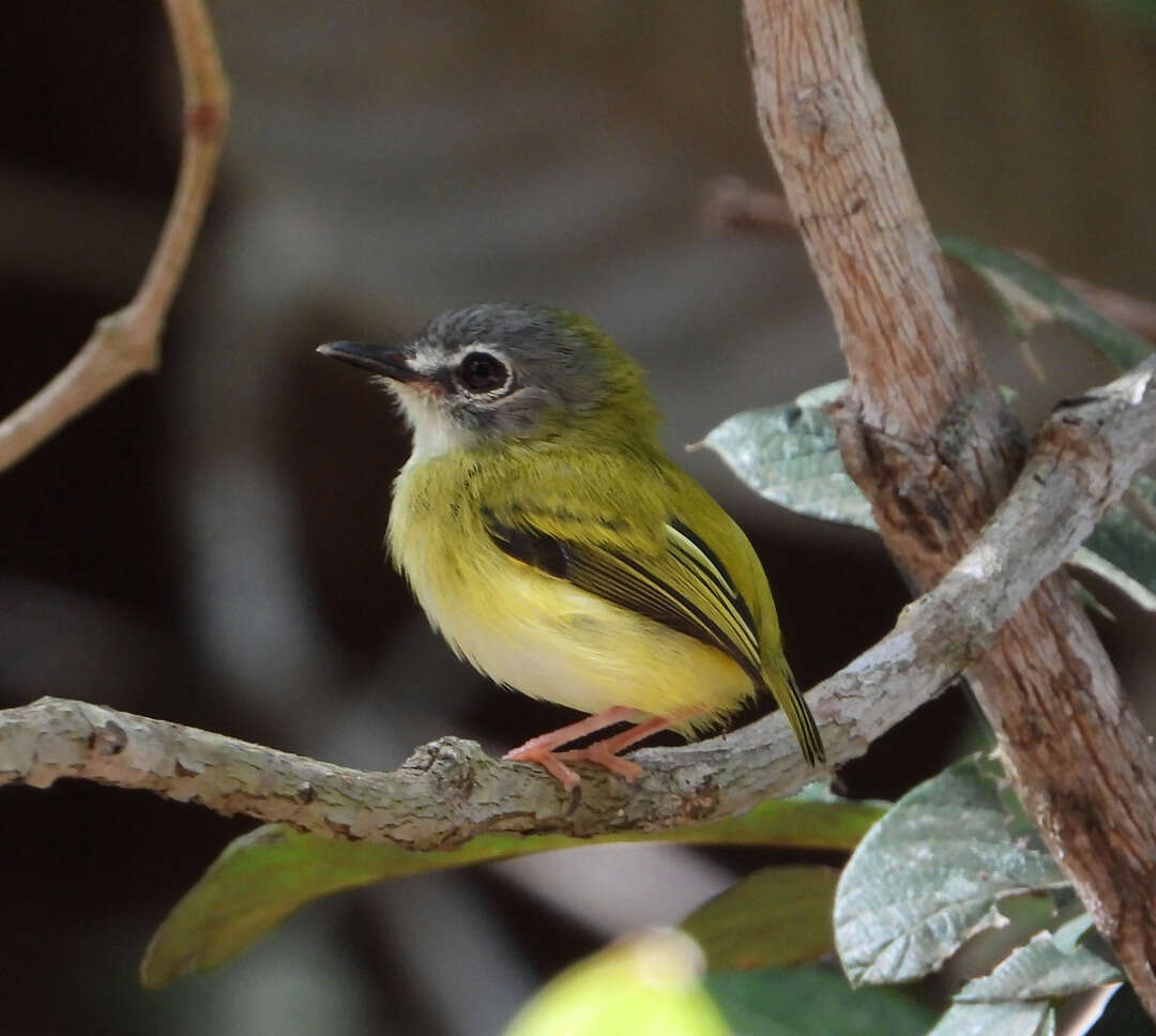 Image of Short-tailed Pygmy Tyrant