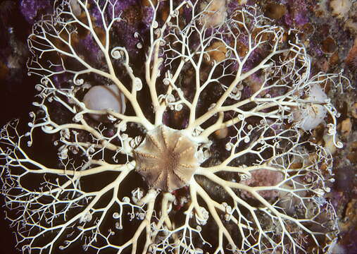 Image of northern basket star