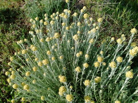 Image of yellow amaranth