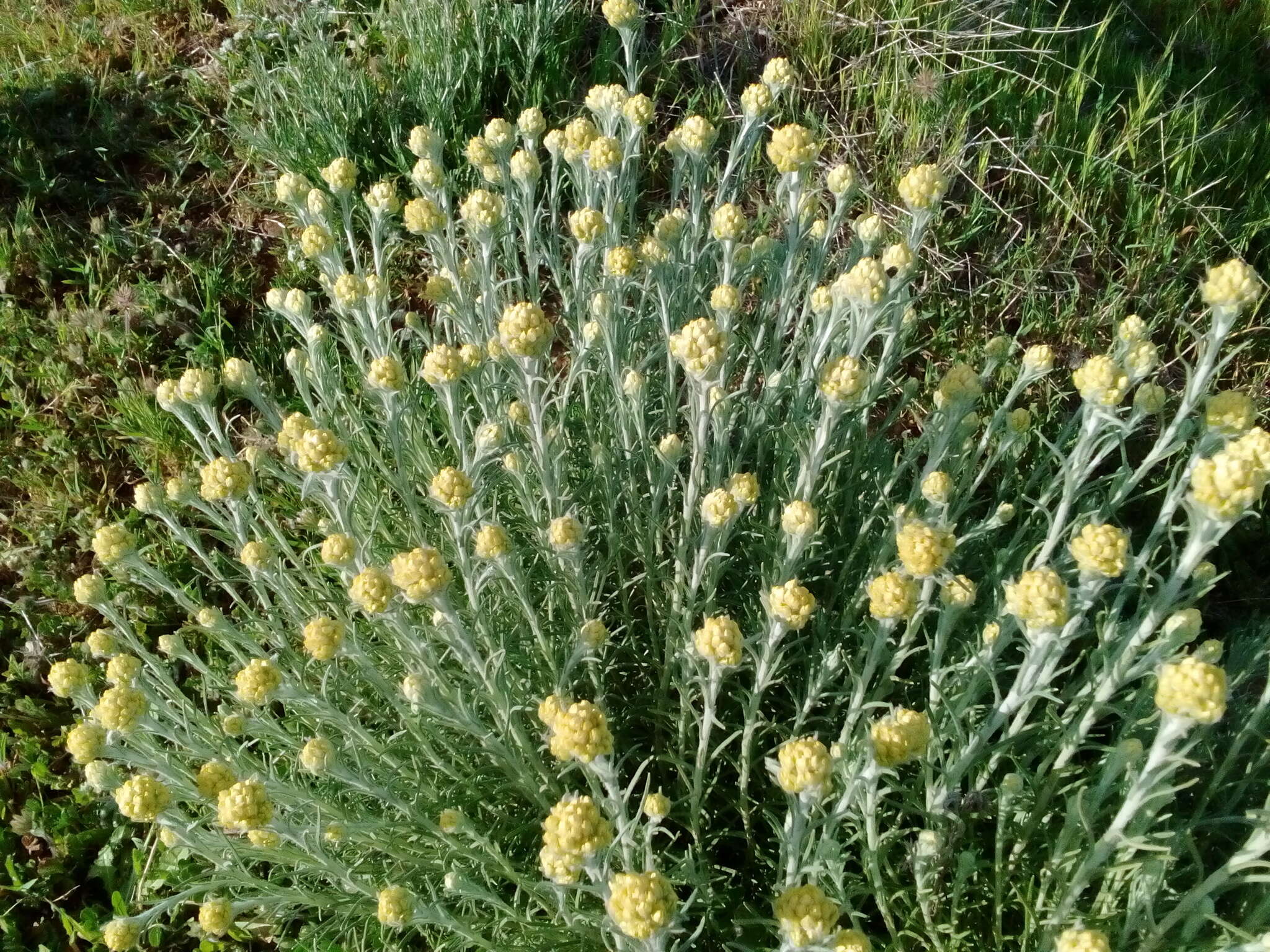 Imagem de Helichrysum stoechas (L.) Moench