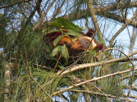 Image of Indian Giant Squirrel