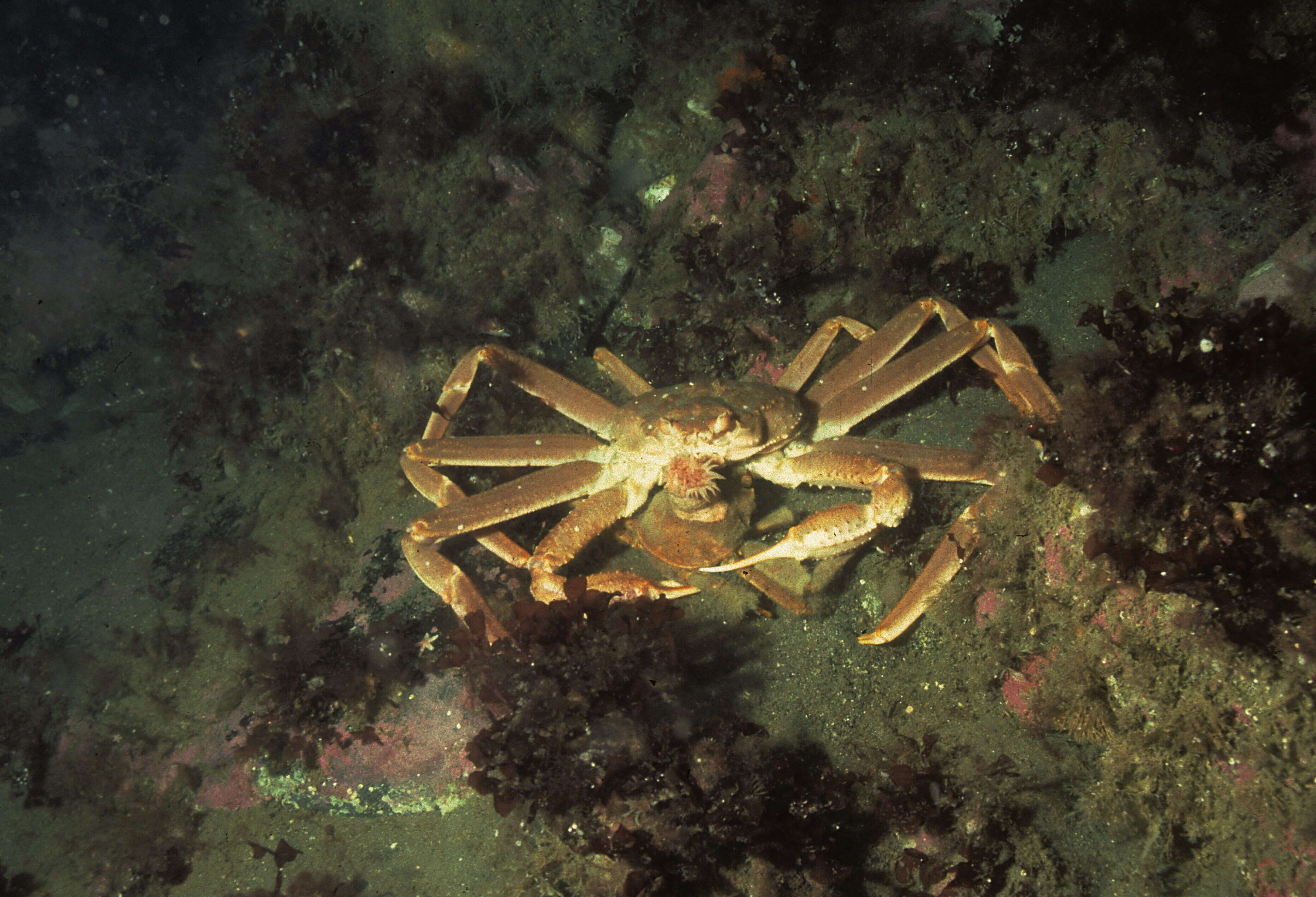 Image of Snow Crab