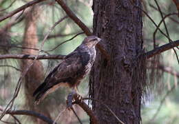 Image of Forest Buzzard