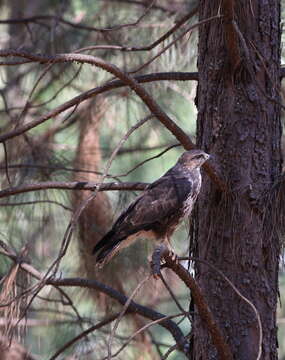 Image of Forest Buzzard