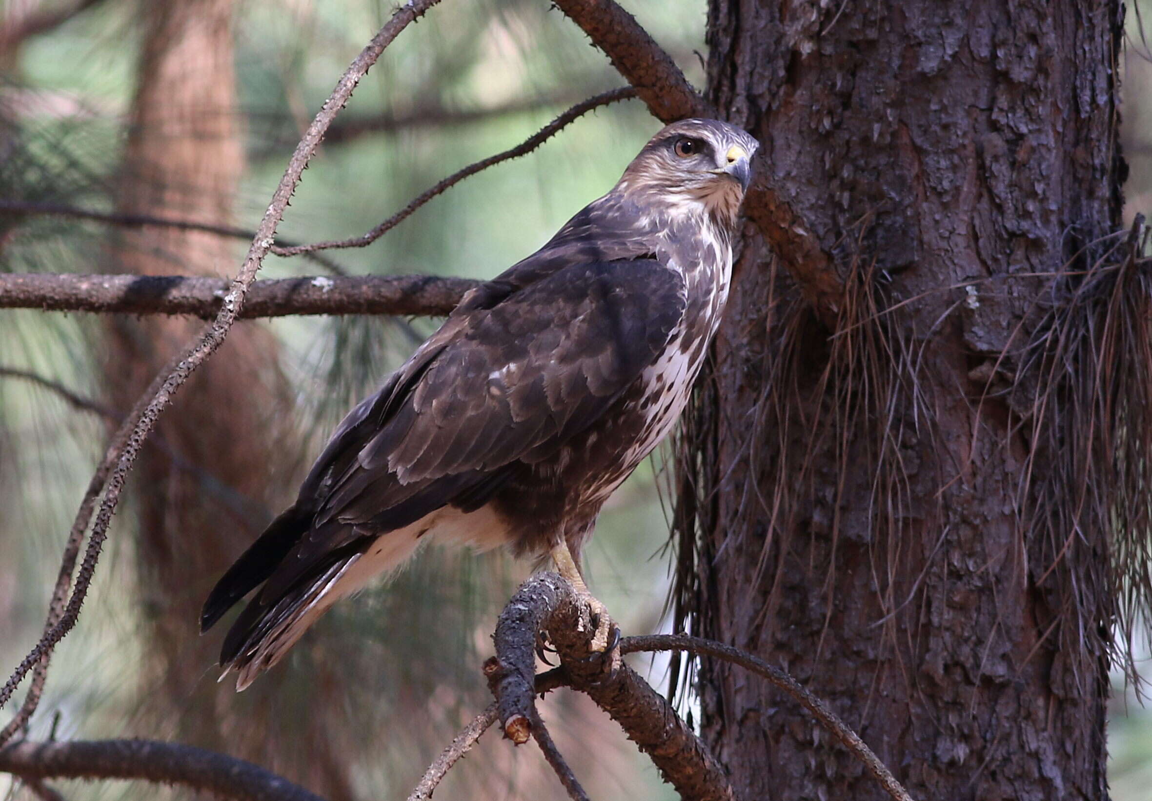 Image of Forest Buzzard