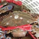 Image of Gazami crab