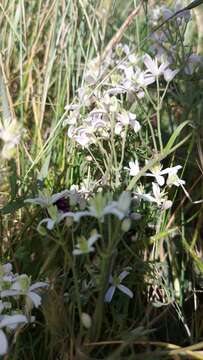 Imagem de Clematis lathyrifolia Bess. ex Reichb.