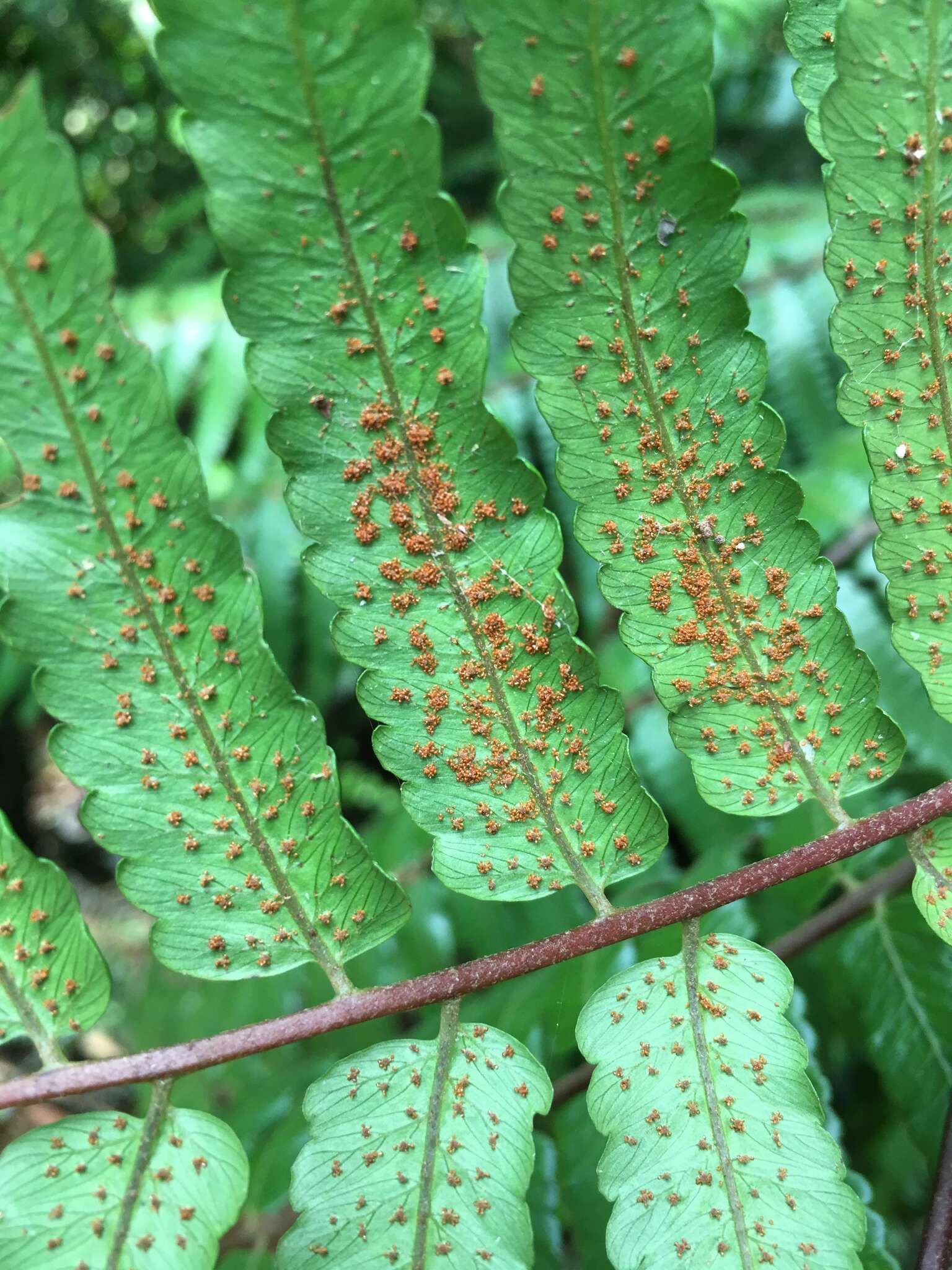 Imagem de Alsophila podophylla Hook.