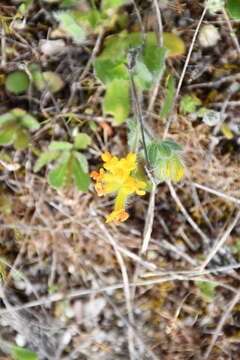 Plancia ëd Anthyllis lotoides L.