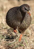 Image of Natal Francolin